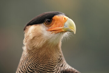 Geierfalke, auch Karakara, Schopfkarakara: Nahaufnahme vom Kopf mit grünem Hintergrund, caracara plancus