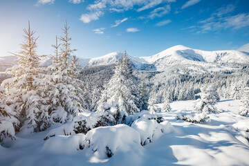 Incredible winter spruces in snow on a frosty day. Location place Carpathian mountains, Ukraine, Europe.