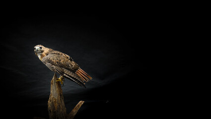 Ferruginous hawk bird perched on tree branch