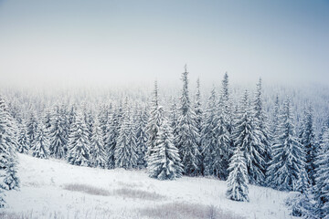 Fototapeta na wymiar Spectacular winter landscape with snowy spruces on a frosty day.