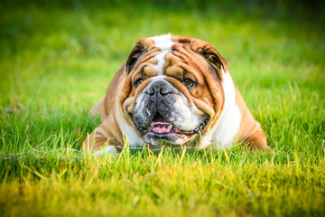 Portrait of beautiful English Bulldog