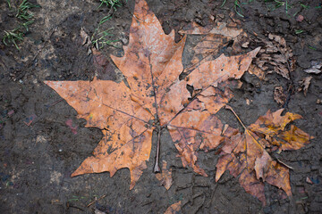 autumn leaves on the ground