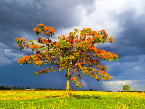 A natureza expressa em cores