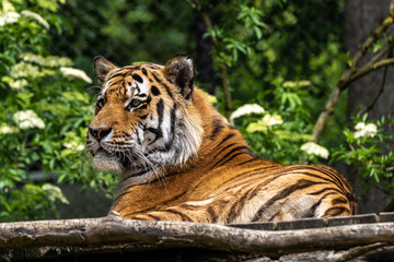 The Siberian tiger,Panthera tigris altaica in a park