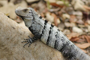Gray lizard with black stripes posing on the roots of a tree