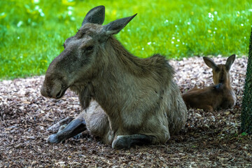European Moose, Alces alces, also known as the elk