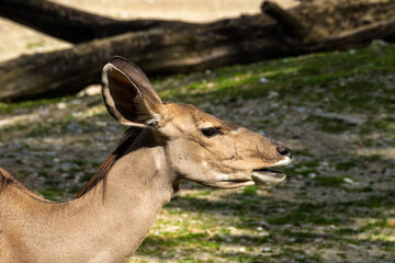 The common eland, Taurotragus oryx is a savannah antelope