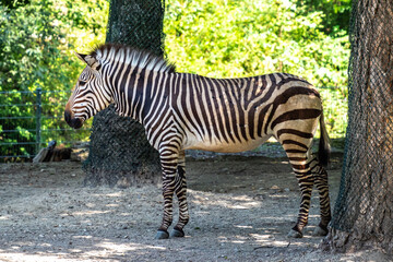 Fototapeta na wymiar Hartmann's Mountain Zebra, Equus zebra hartmannae. An endangered zebra