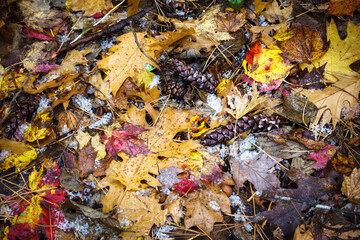 View of maple leaf and pine cone