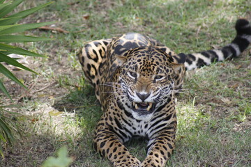 Leopard showing its fangs before giving a loud roar