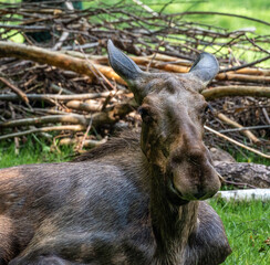 Fototapeta premium European Moose, Alces alces, also known as the elk