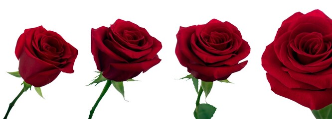 Fototapeta premium Red rose flower bud close-up in daylight in different angles on a white background