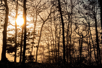 Naklejka premium Sonnenstrahlen im Wald