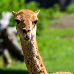 Vicunas, Vicugna Vicugna, relatives of the llama