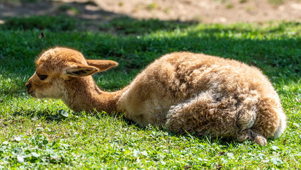 Vicunas, Vicugna Vicugna, relatives of the llama