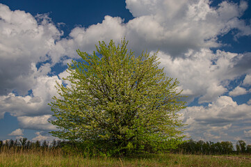 Blooming trees in the meadow on a sunny day, rural landscape.