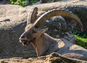 Male mountain ibex or capra ibex on a rock