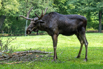 European Moose, Alces alces, also known as the elk