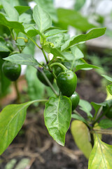 Plant of spicy pepper with immature fruits