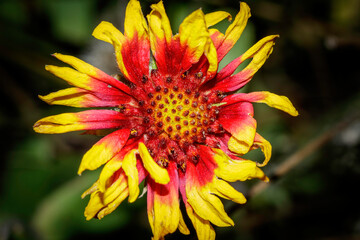Gaillardia arizonica, Arizonia blanket flower, is a species of flowering plant in the sunflower family. It is native to northwestern Mexico and the southwestern United States.