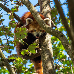 The red panda, Ailurus fulgens, also called the lesser panda.