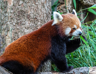 The red panda, Ailurus fulgens, also called the lesser panda.