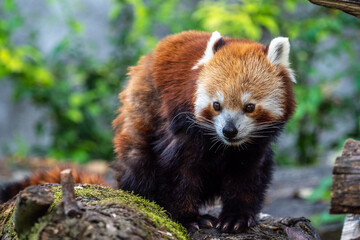 Fototapeta premium The red panda, Ailurus fulgens, also called the lesser panda.