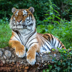 The Siberian tiger,Panthera tigris altaica in a park