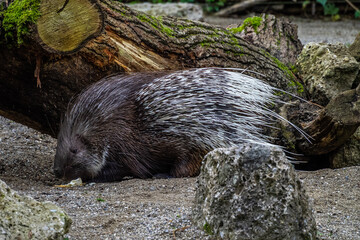 Naklejka premium Indian crested Porcupine, Hystrix indica in a german nature park