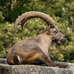 Male mountain ibex or capra ibex on a rock