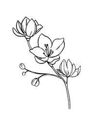 Flower outline. Magnolia blossom. Hand drawn illustration converted to vector