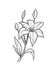 Flower outline. Lily blossom. Hand drawn illustration converted to vector