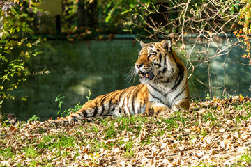 The Siberian tiger,Panthera tigris altaica in the zoo