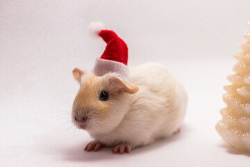 Christmas guinea pig dressed as Santa Claus