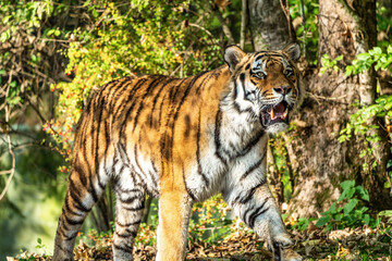The Siberian tiger,Panthera tigris altaica in the zoo