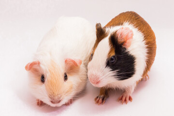 Two cute guinea pigs