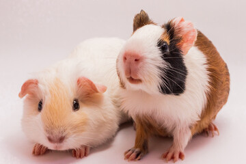 Two cute guinea pigs