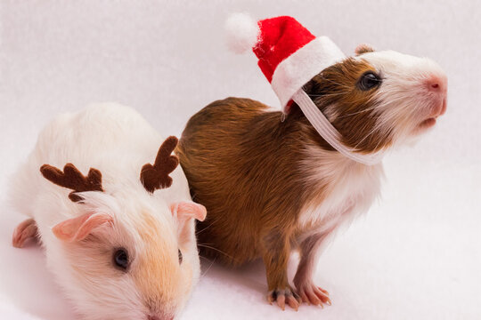 Ttwo Cute Christmas Guinea Pigs