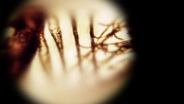 Extreme close up microscopic view of a insect in detail for research in a laboratory. 