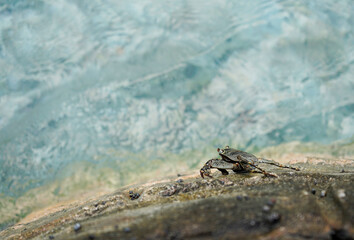 Crab on the rock, sea in the background