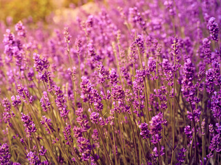 Lavender flowers in flower garden.