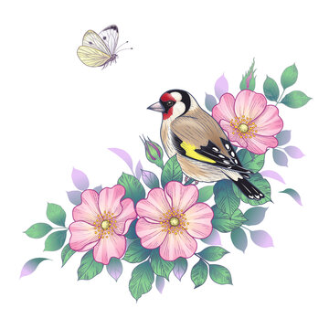 recommend clip art: Hand Drawn Goldfinch Sitting on Dog-Rose Branch