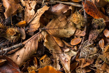Herbstlaub