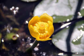 yellow Kaluzhnitsa flower