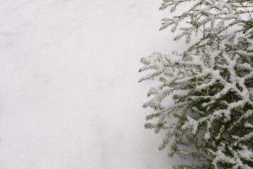 branches of a Christmas tree
.Christmas tree branches under the snow on a background of white snow