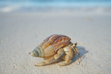 hermit crab on the beach