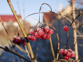 Ripe red viburnum berries, covered with and with a hanging hang on a branch of a bush without leaves on a sunny winter day. Raw materials for traditional medicine are ready for harvesting.