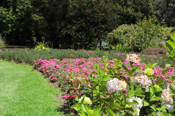 Recorriendo una tarde soleada dentro de un jardín lleno de rosas con muchos colores, Jardín Botánico Bogotá.