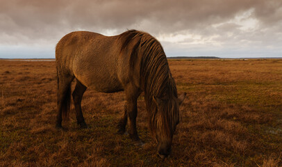 Fototapeta premium Wild Horses, golden hour in the nature reserve. Engure