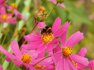 bumblebee on a flower
